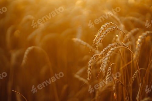 Preview: Sunset wheat golden field in the evening. Growth nature harvest. Agriculture farm.