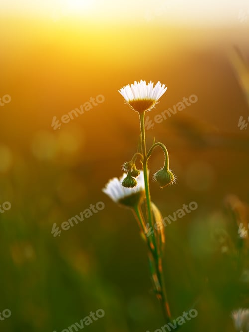 Preview: Meadow daisies flowers blooming in sunny day