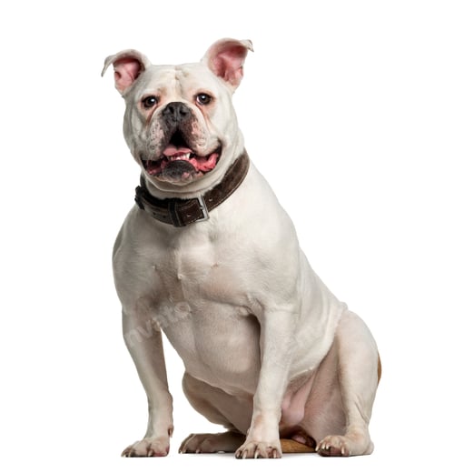 Preview: Crossbreed in front of white background