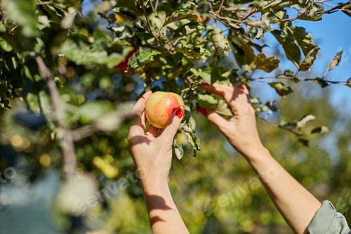Preview: Woman hand picking a red ripe apple from tree
