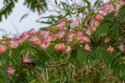 Preview: Closeup shot of a blooming mimosa shrub