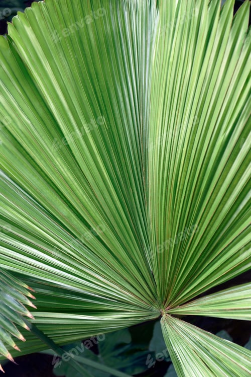Preview: Australian Fan Palm (Licuala Ramsayi). Called Queensland Also