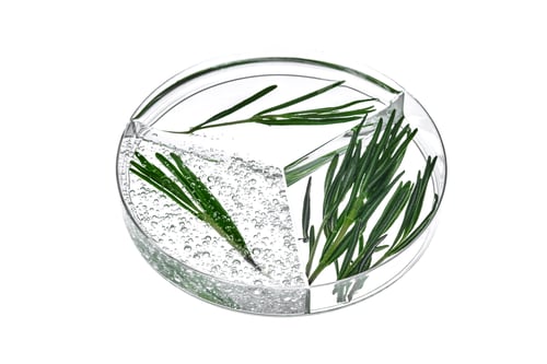 Vista previa: A three-compartment petri dish with rosemary and a sample of cosmetic serum on a white background.