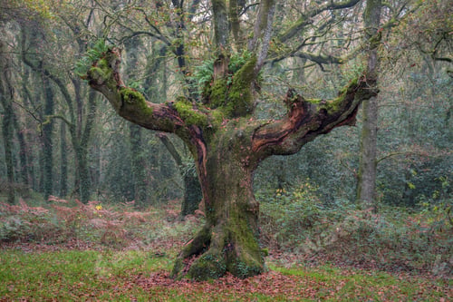 Preview: Huge oak tree seems to imitate the posture of a mighty warrior