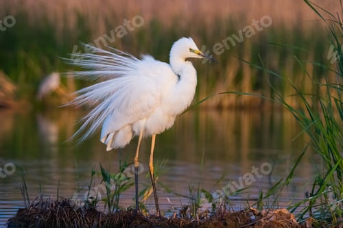 Preview: Great white heron (Ardea alba)