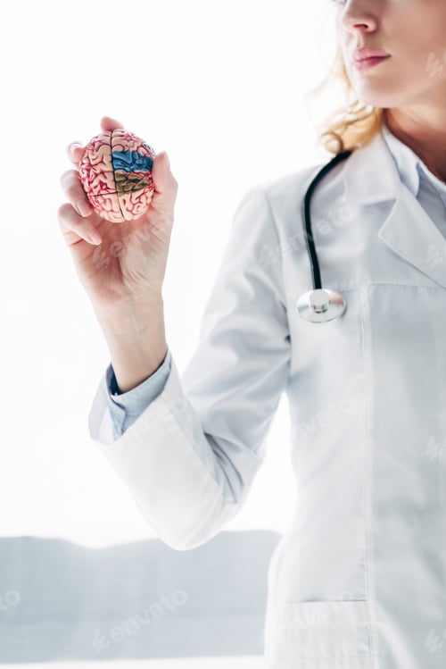 Preview: cropped view of doctor in white coat holding model of brain in clinic