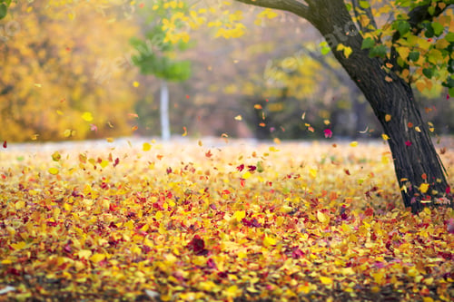 Preview: Autumn background