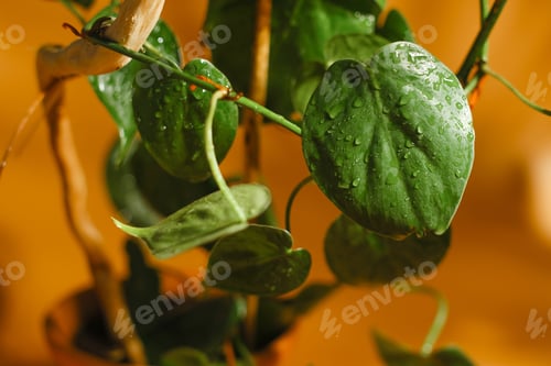 Preview: Epipremnum aureum houseplant.