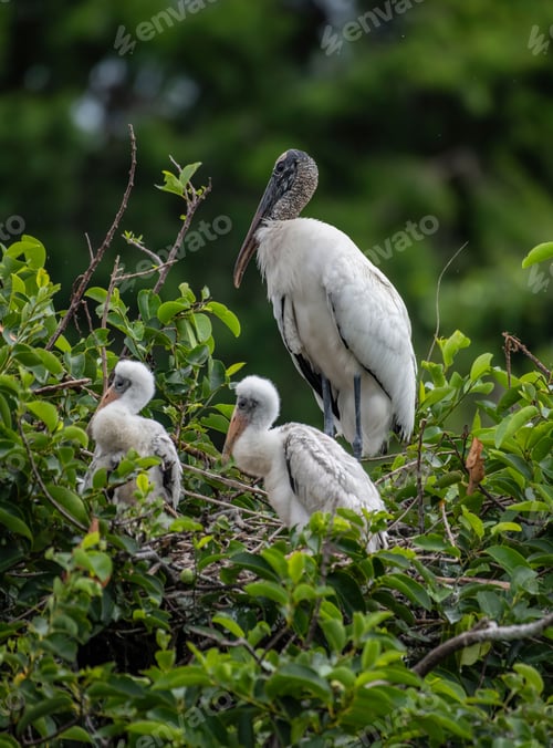 Preview: Vertical close-up view of a wood stork with her babies in the nest
