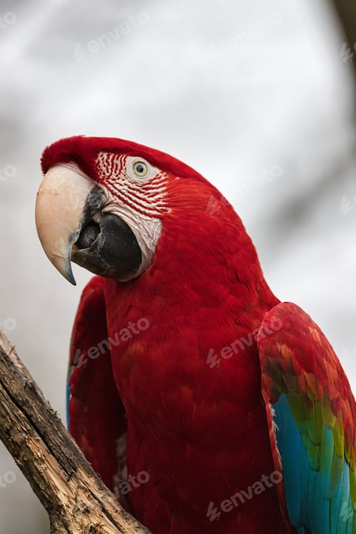 Preview: Vibrant Macaw parrot perched on a tree branch gazing off into the horizon
