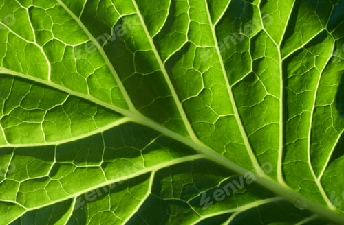 Preview: Close-up view of green leaf with structure lines