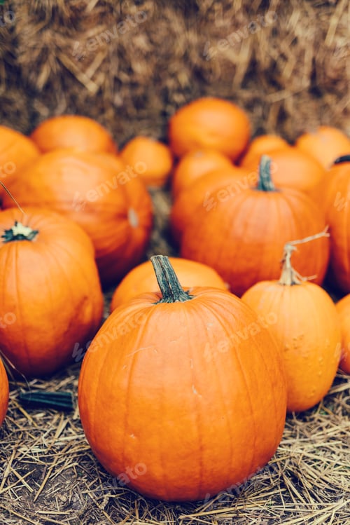 Preview: Halloween pumpkins on hay.