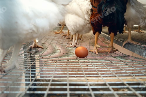 Preview: Layer farm. Chicken egg on a grid in a cage with chickens