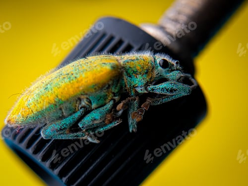 Preview: Close up weevils on a blur yellow background.