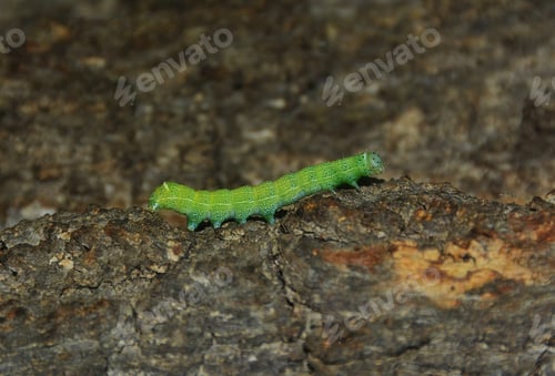 Preview: A caterpillar Operophtera Brumata