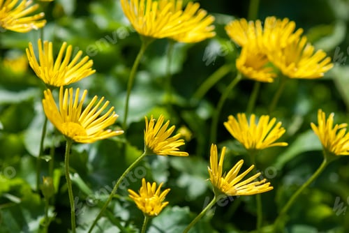 Preview: Leopard's Bane (Doronicum orientale) yellow flowers blooming in spring ornamental garden