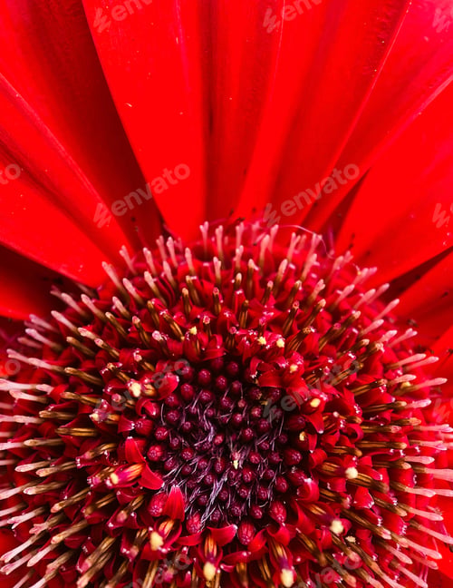 Preview: Dramatic Close-up of a Red Gerbera Flower