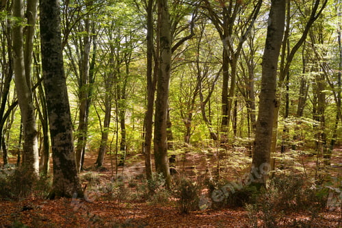 Preview: Beech forest landscape in Autumn