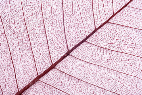 Preview: Closeup view of beautiful decorative skeleton leaf
