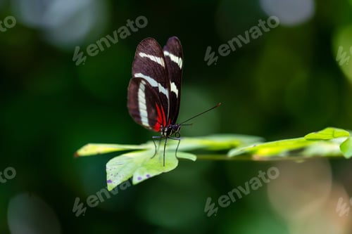 Preview: Macro Picture of a Butterfly