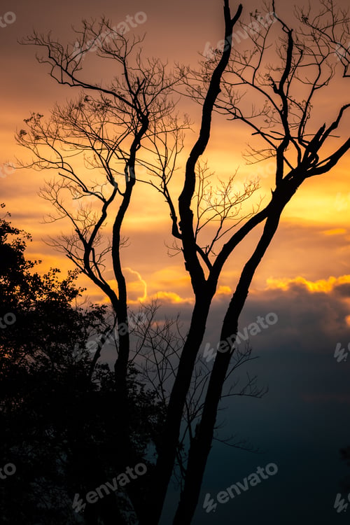 Preview: Beautiful sunset sky through silhouette bare tree.