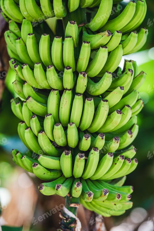 Preview: Vibrant green banana bunch on a tree.
