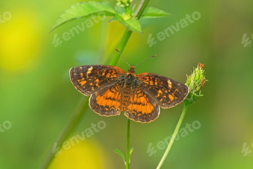 Preview: Beautiful butterfly