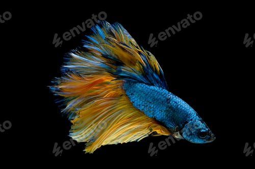 Preview: Colorful with main color of blue and yellow betta fish, Siamese fighting fish