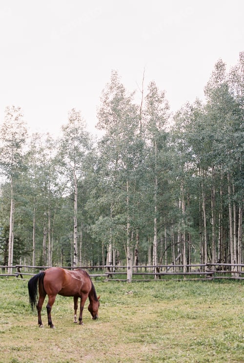 Preview: Brown horse grazing in a paddock on a ranch.