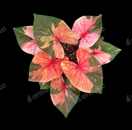 Preview: Beautiful colorful caladium on Black background isolate with clipping path. Queen