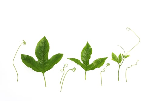 Hoja verde aislada sobre fondo blanco