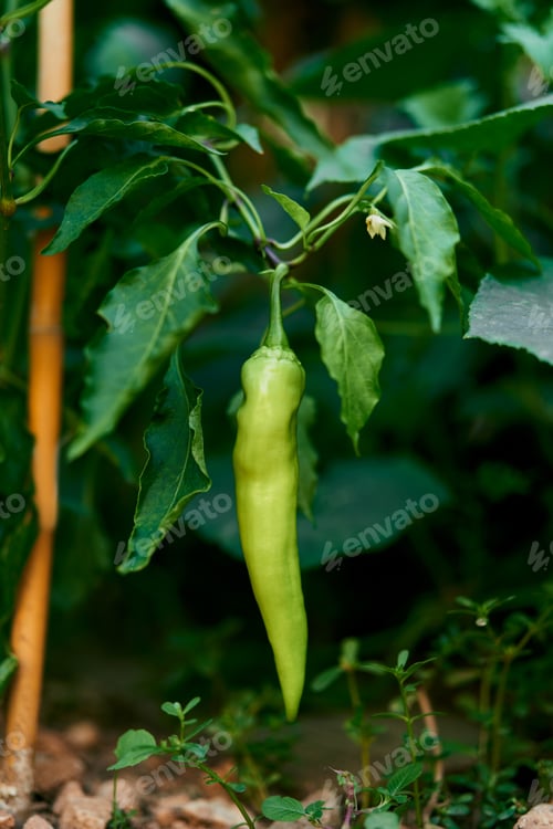Preview: Green pepper hangs on a bush above the ground