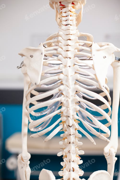 Preview: Skeleton emphasizes spine structure