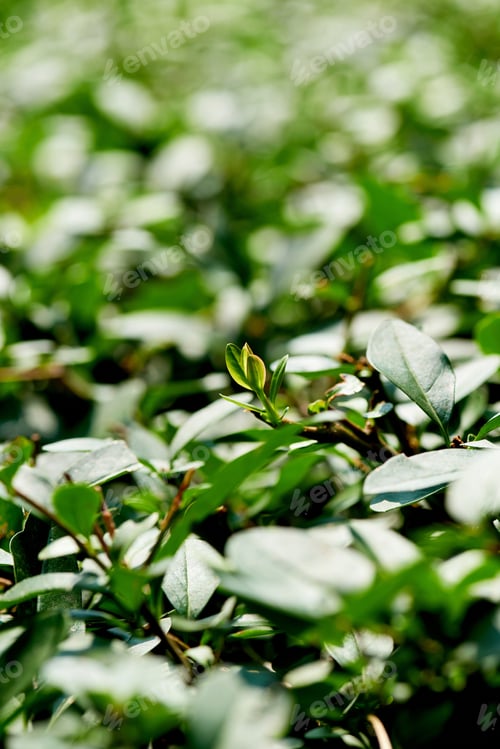 Preview: close up view of bushes with green foliage as background