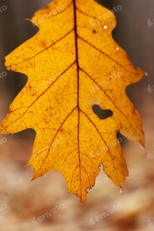 Preview: beautiful yellow autumn leaf with heart shaped tear hanging