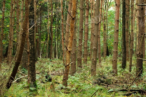 Preview: Woods