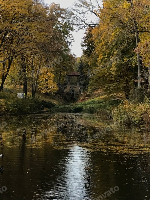 Preview: Autumn season in the forest