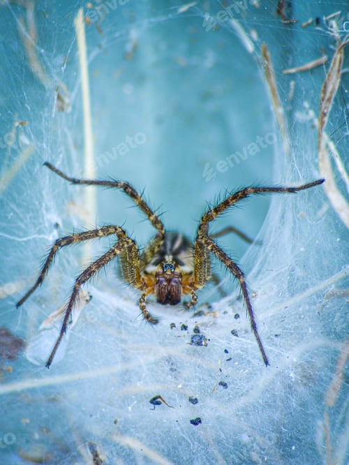Preview: Macro shot of barn funnel weaver (tegenaria domestica)