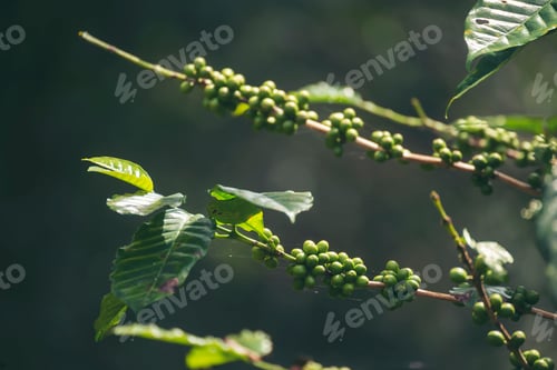Preview: Green coffee bean berry plant fresh raw seed coffee tree growth in eco organic farm