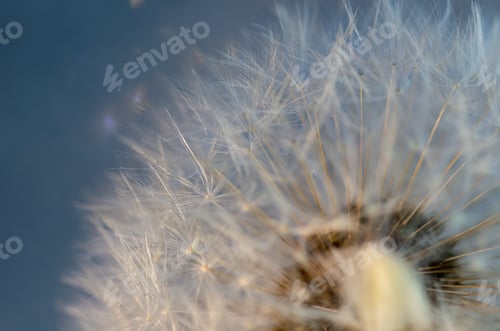 Preview: White fluffy dandelion close-up on a gray-blue background, natural background.