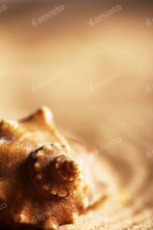 Preview: Seashells on the sand