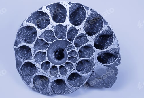 Preview: Cockleshell (fossil)