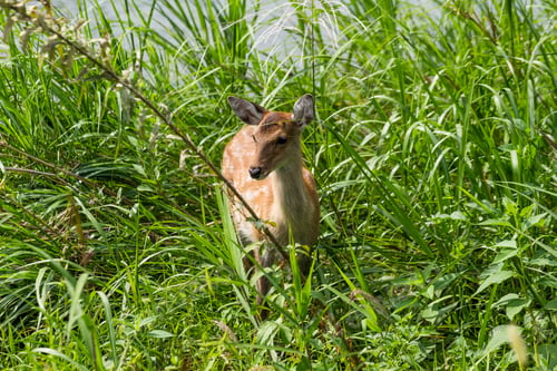 Preview: Roe deer in grass