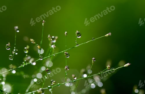 Preview: Close-up view of the dew drops on a grass
