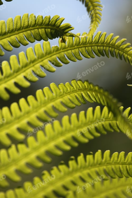 Preview: Close up of fern leaf in sunlight.
