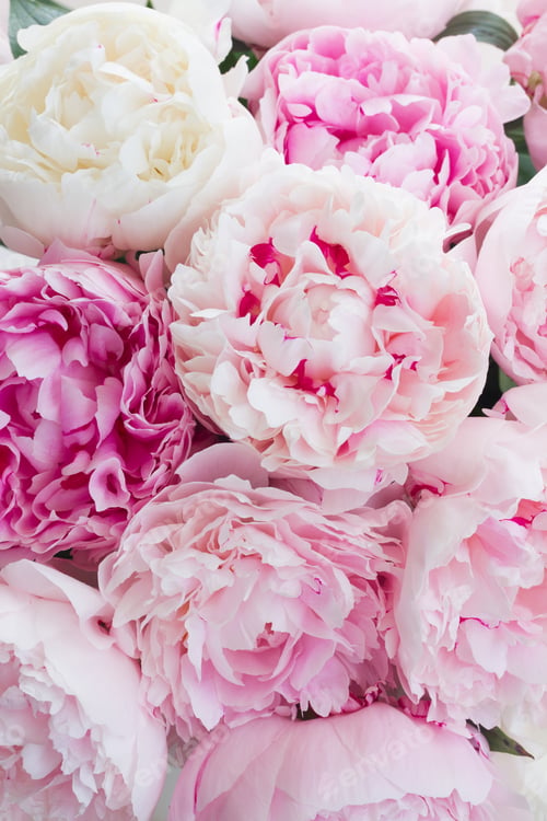 Preview: Pink floral background