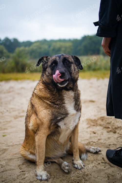 Preview: man with old dog in forest. Lonely homeless stray dog sitting near man.