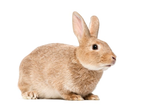 Preview: Brown rabbit lying, isolated on white