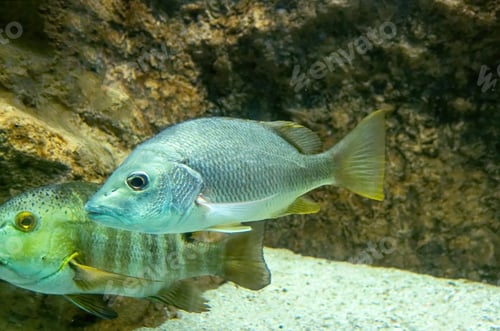 Preview: Schoolmaster Lutjanus apodus, underwater in Bonaire