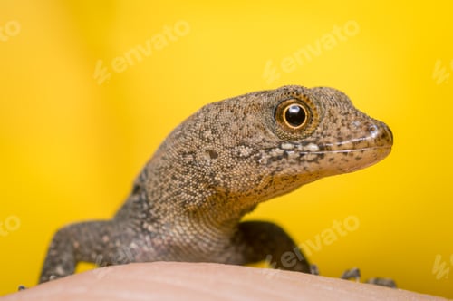 Preview: Side portrait of a lizard on yellow background